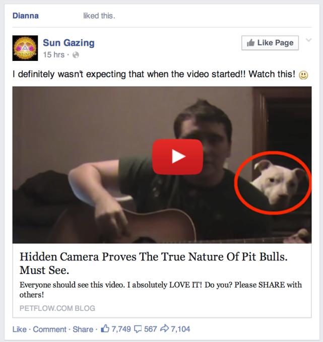 PIT BULL VIDEO